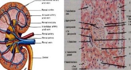 Pengertian Ginjal Anatomi Fungsi, Gambaran, Histologis