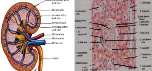 Pengertian Ginjal Anatomi Fungsi, Gambaran, Histologis