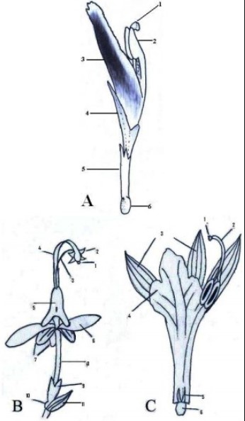 Pengertian Zingiberaceae adalah Deskripsi, Distribusi, Pemanfaatan dan Taksonomi